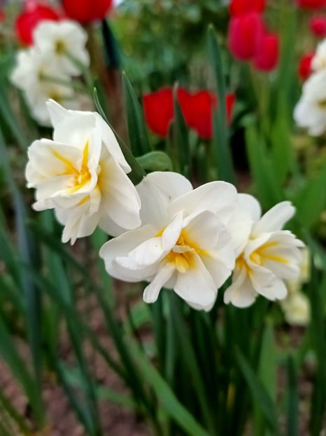 Img.2025.04.12 - X-Narcise