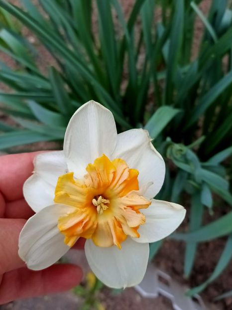 Img.2025.04.12 - X-Narcise