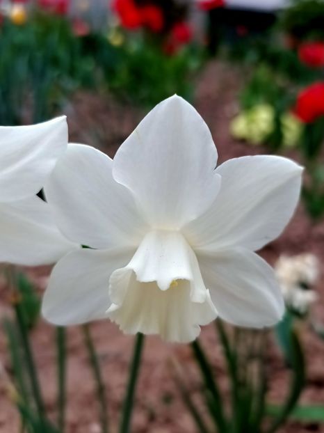 Img.2025.04.12195625 - X-Narcise