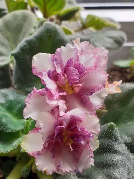  - No id