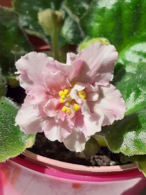  - Sunkises rose