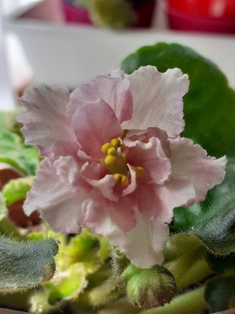  - Sunkises rose