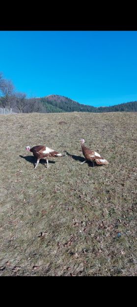 Screenshot_20250413_085420_Gallery - Curci red bourbon!