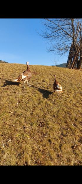 Screenshot_20250413_085414_Gallery - Curci red bourbon!