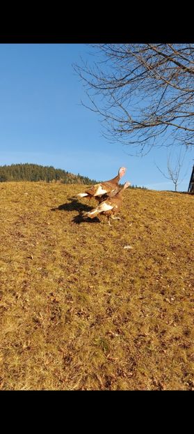 Screenshot_20250413_085408_Gallery - Curci red bourbon!