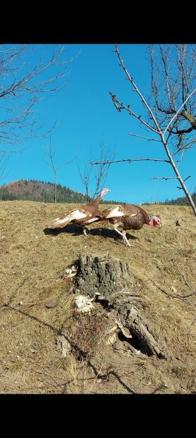 Screenshot_20250413_085401_Gallery - Curci red bourbon!