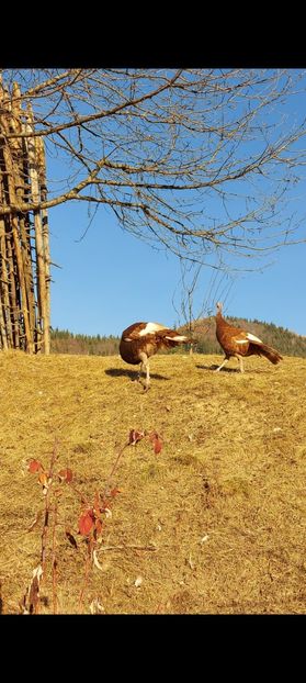 Screenshot_20250413_085348_Gallery - Curci red bourbon!