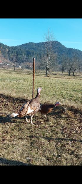 Screenshot_20250413_085327_Gallery - Curci red bourbon!