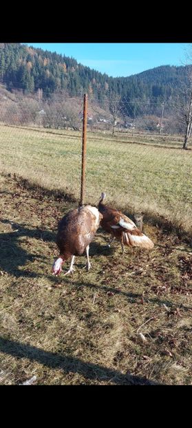 Screenshot_20250413_085322_Gallery - Curci red bourbon!