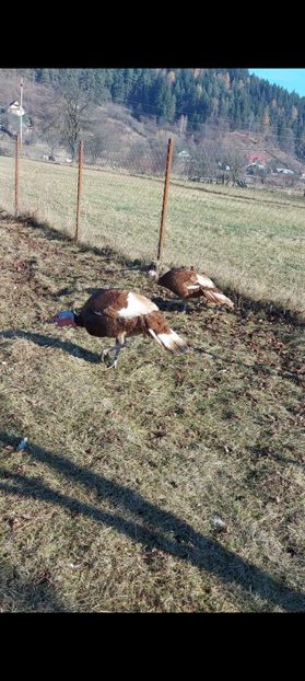 Screenshot_20250413_085308_Gallery - Curci red bourbon!