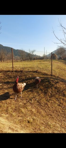 Screenshot_20250413_085252_Gallery - Curci red bourbon!