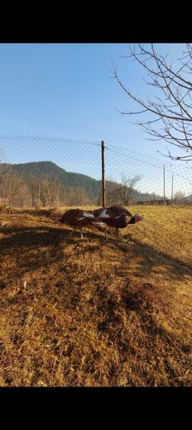 Screenshot_20250413_085242_Gallery - Curci red bourbon!