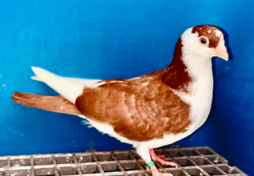 5074  Femelă  2025_1 - tineret 2025