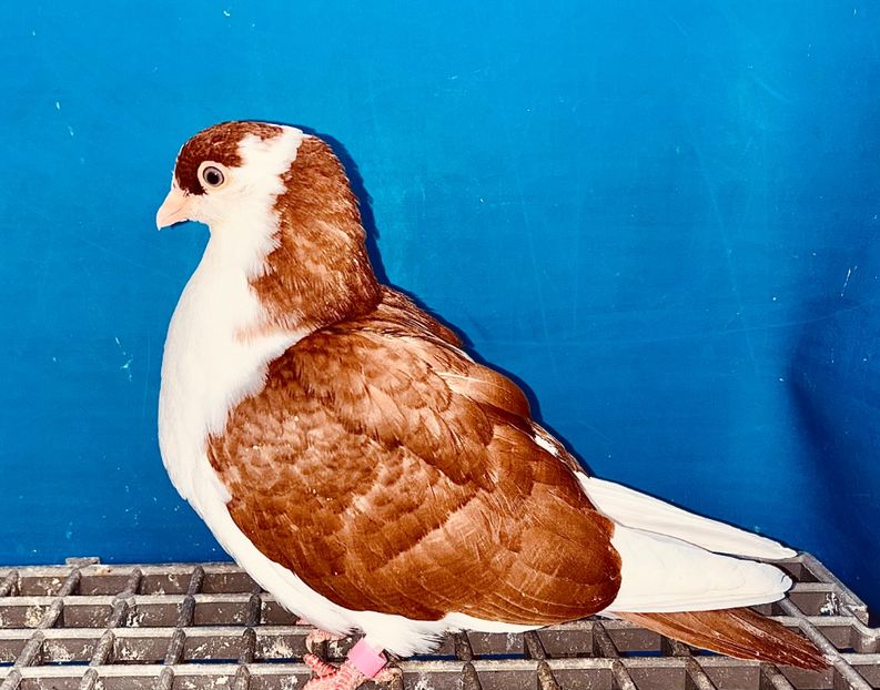 5074  Femelă  2025_2 - tineret 2025