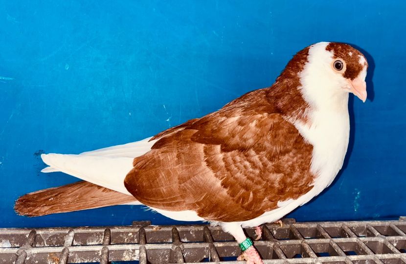 5074  Femelă  2025_3 - tineret 2025