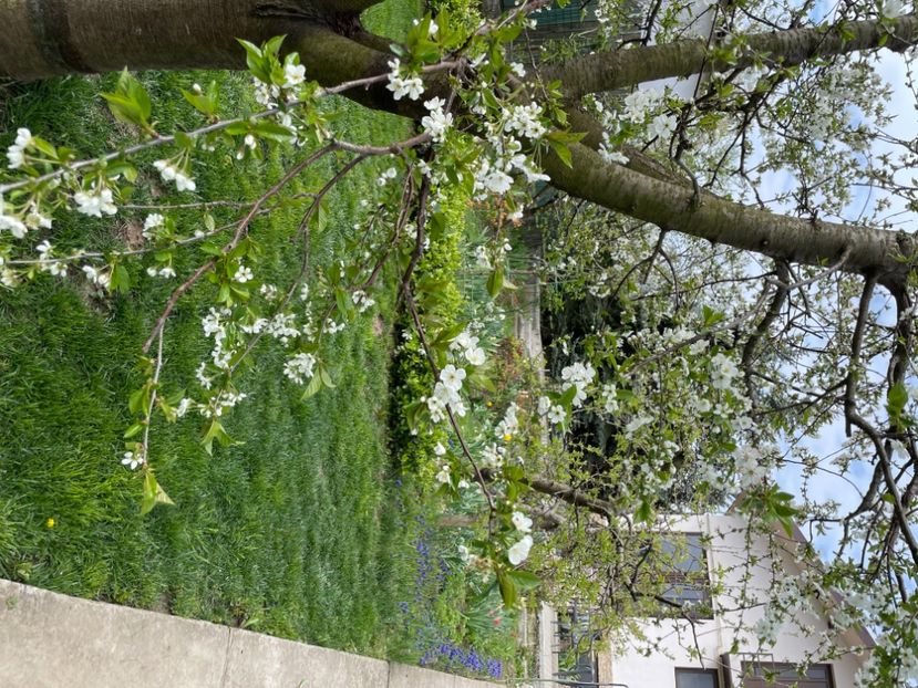  - 0005 - Gradina - 2025