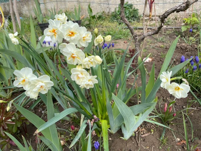  - 0005 - Gradina - 2025