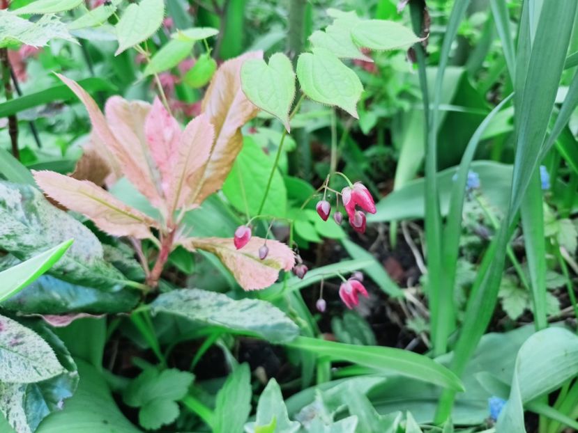 Epimedium - Grădina 2025