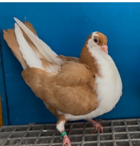 5101 mascul 2025 - Plecați ALBUM 4