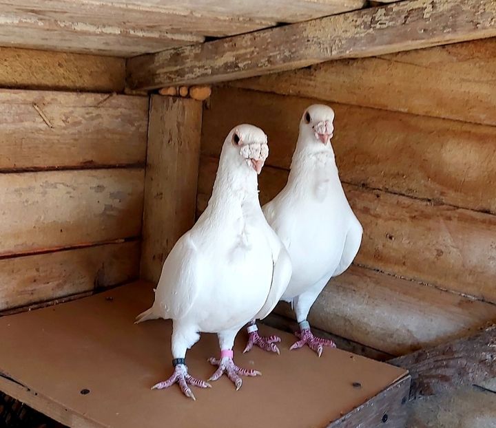  - Voiajorul cravatat romanesc