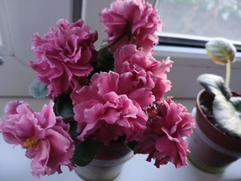  - LF Kremovyy Desert