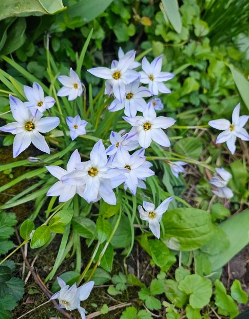  - Primule 21 22 23 24