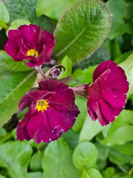  - Primule 21 22 23 24