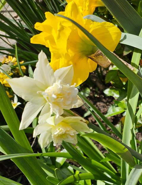  - Narcise 2019 2022 25