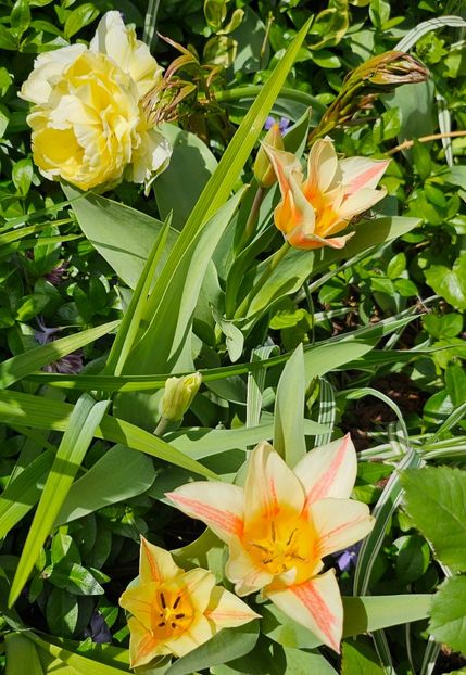  - Narcise 2019 2022 25