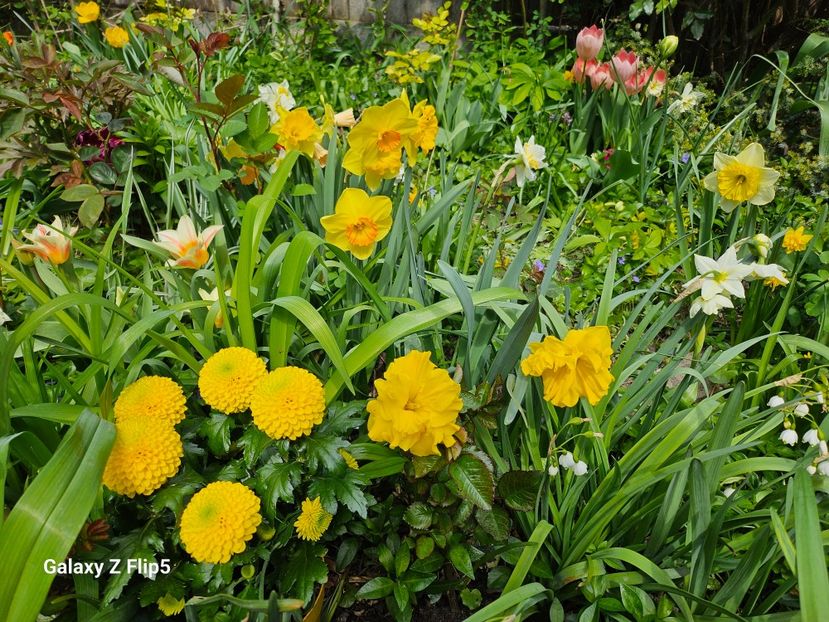  - Narcise 2019 2022 25