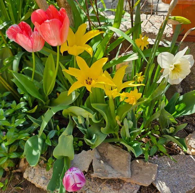  - Narcise 2019 2022 25