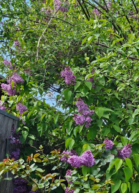  - Arbusti 2017 23 24