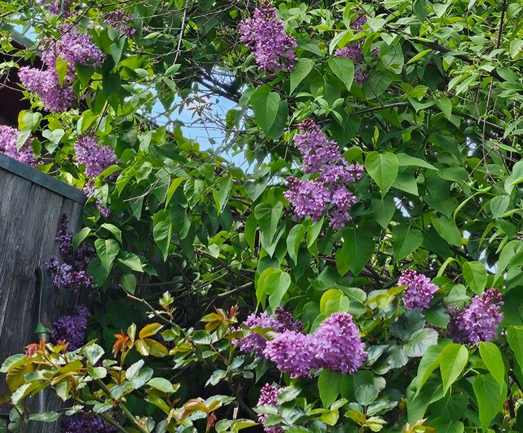  - Arbusti 2017 23 24