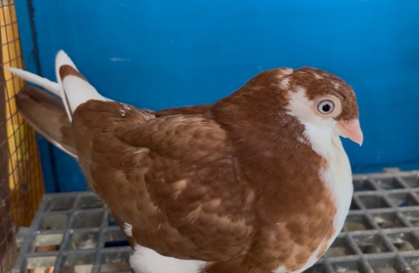 5095 femelă 2025 - Plecați ALBUM 4