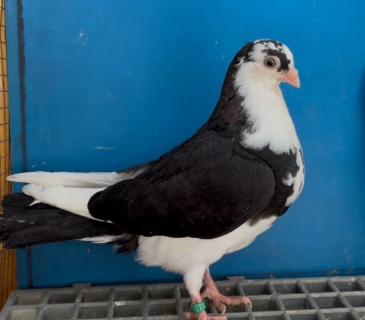 5104 mascul 2025 - Plecați ALBUM 4