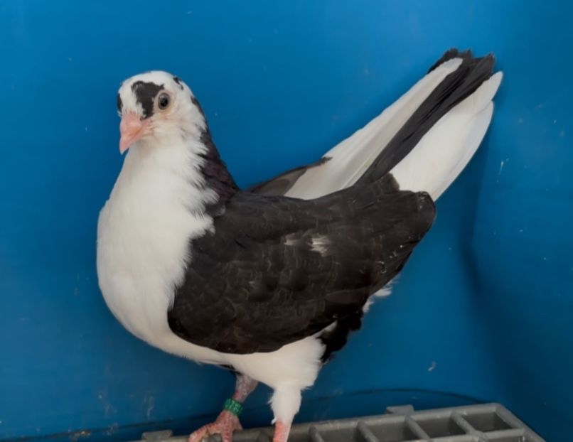 5108 femelă 2025 - Plecați ALBUM 4