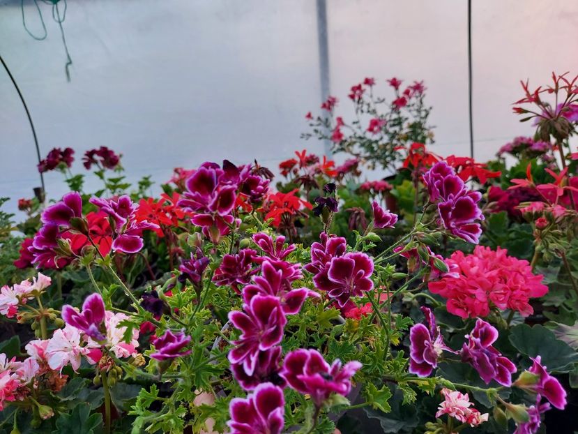 Berkswell Bonanza - A-Muscate 2025