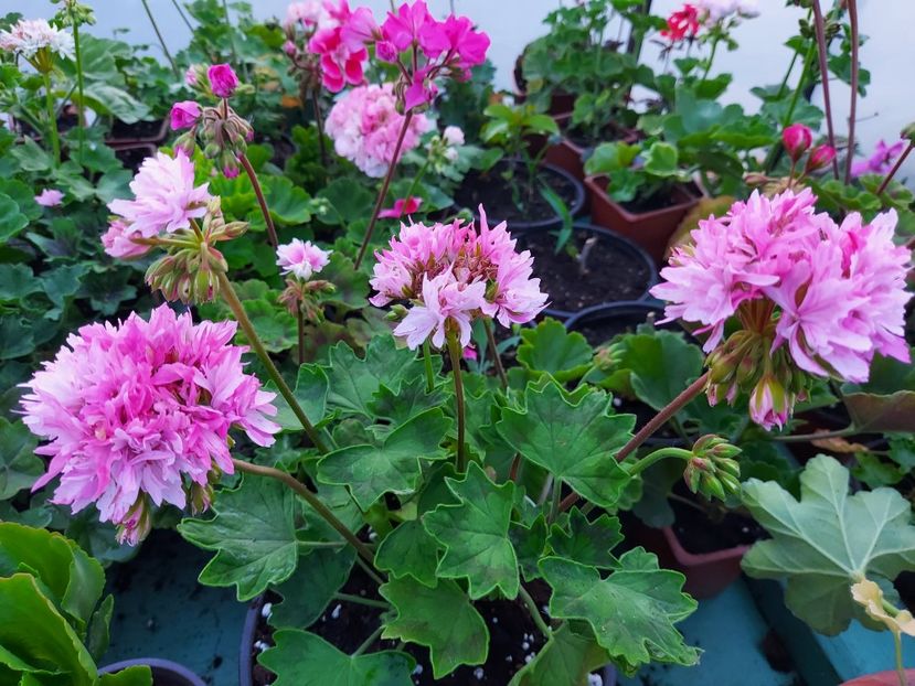 Joann Hodgson - A-Muscate 2025