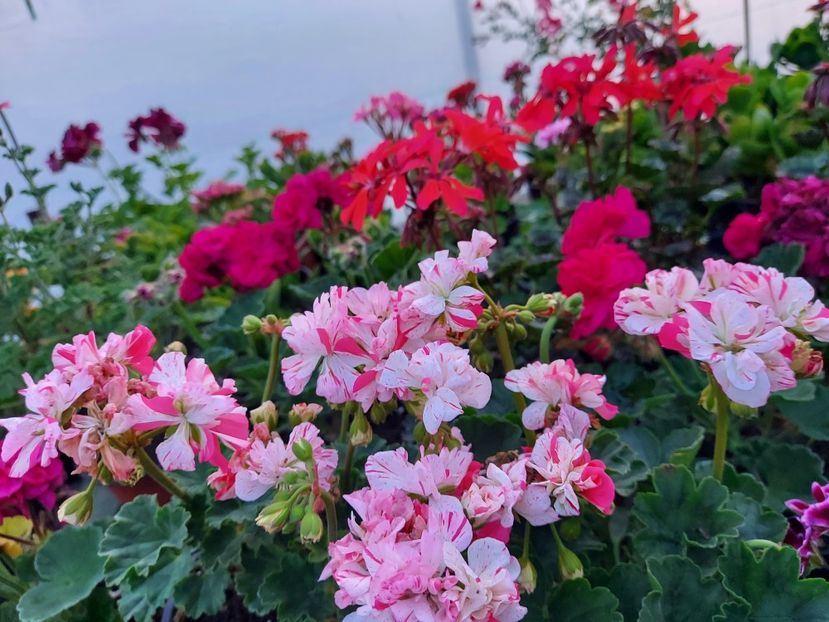 Sandawn - A-Muscate 2025