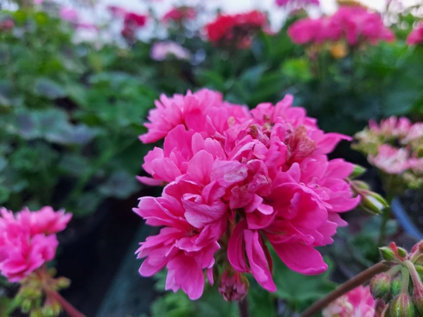 Eduard s Finn - A-Muscate 2025