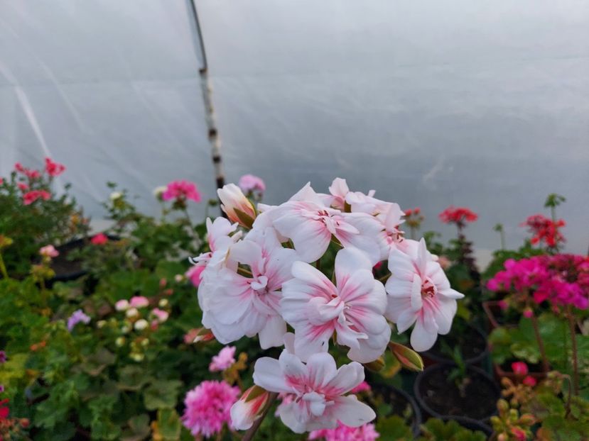 Lovely Vera - A-Muscate 2025