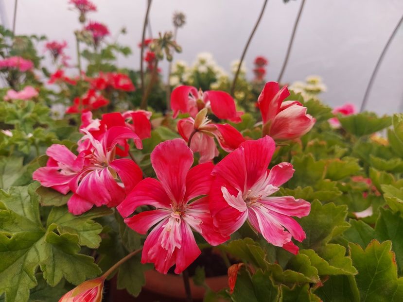 Lara Meischa - A-Muscate 2025