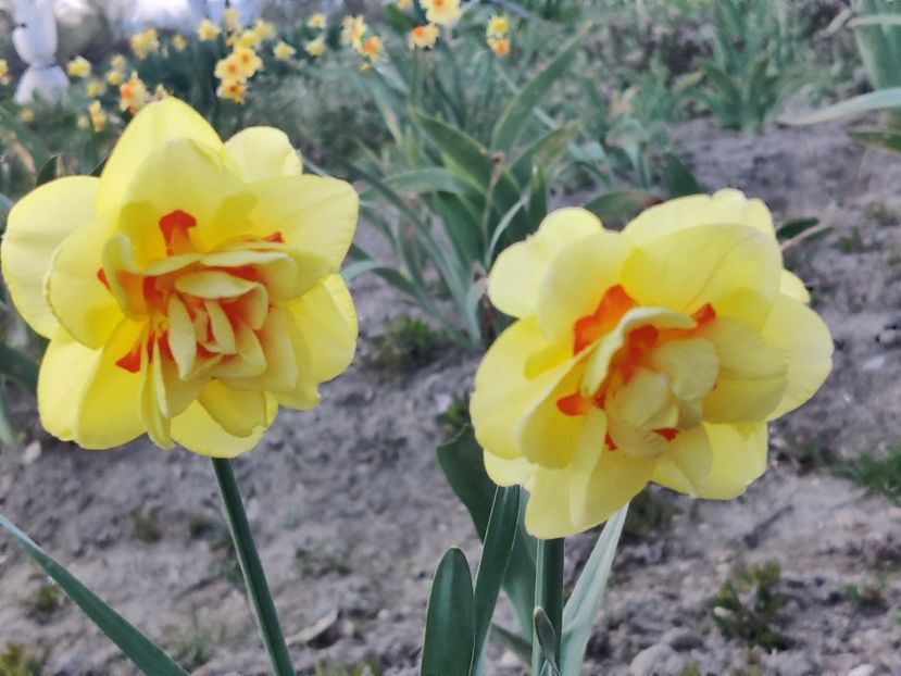  - Narcise1