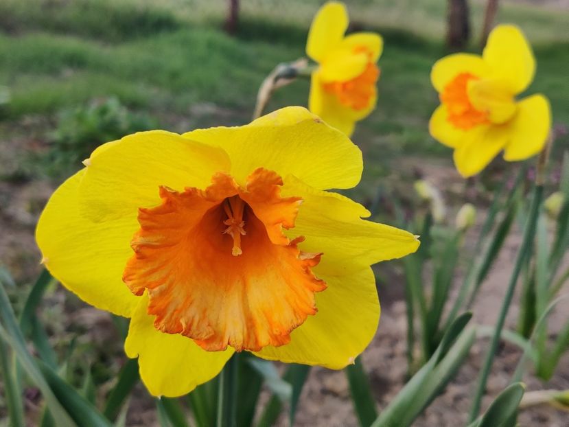 Pimpernel - Narcise1