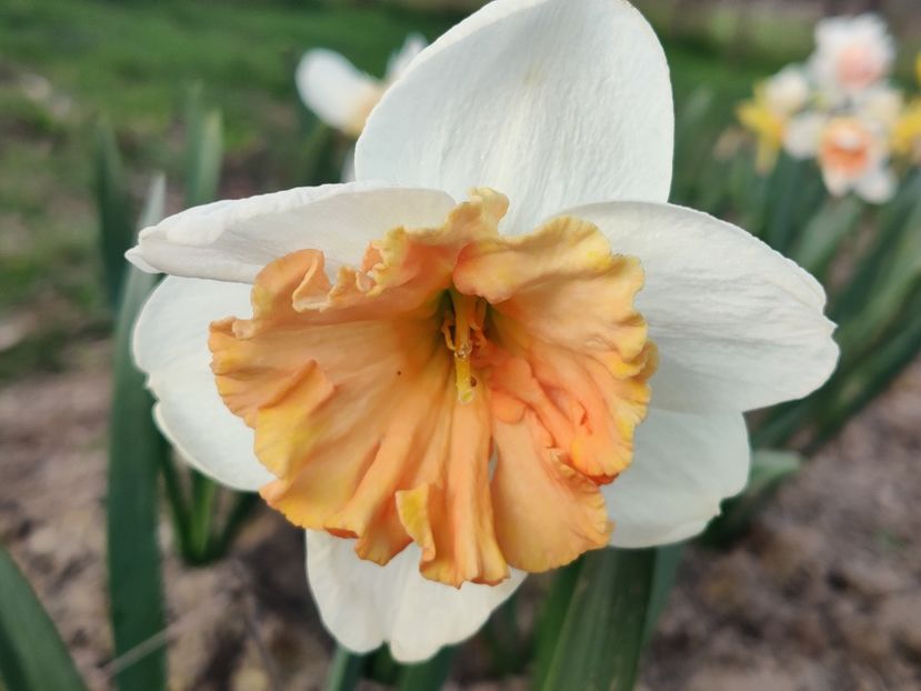 Hungarian rhapsody - Narcise1