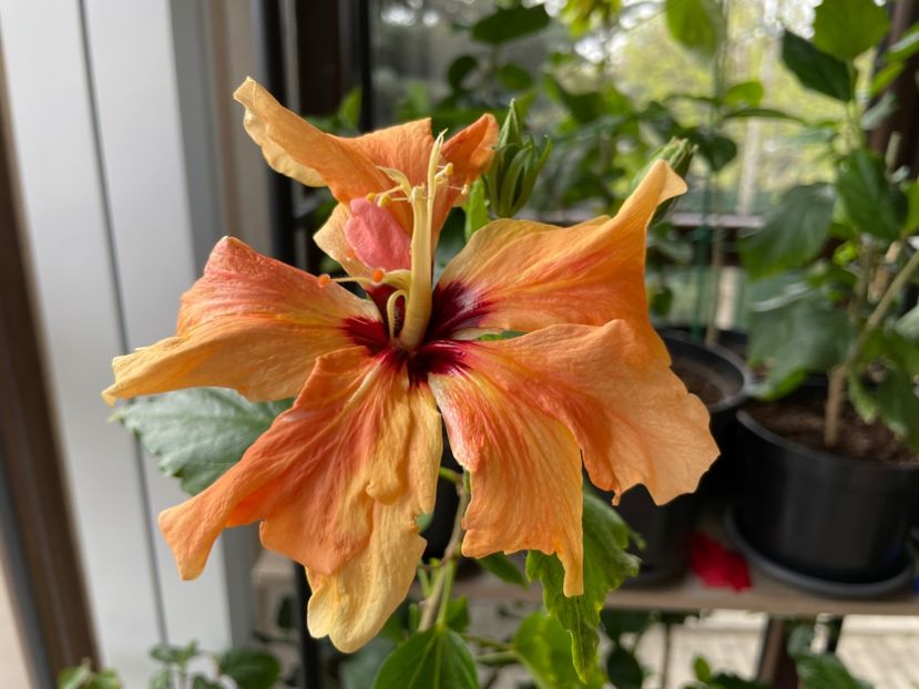  - Clasici - Apricot Dublu și Alb Dublu