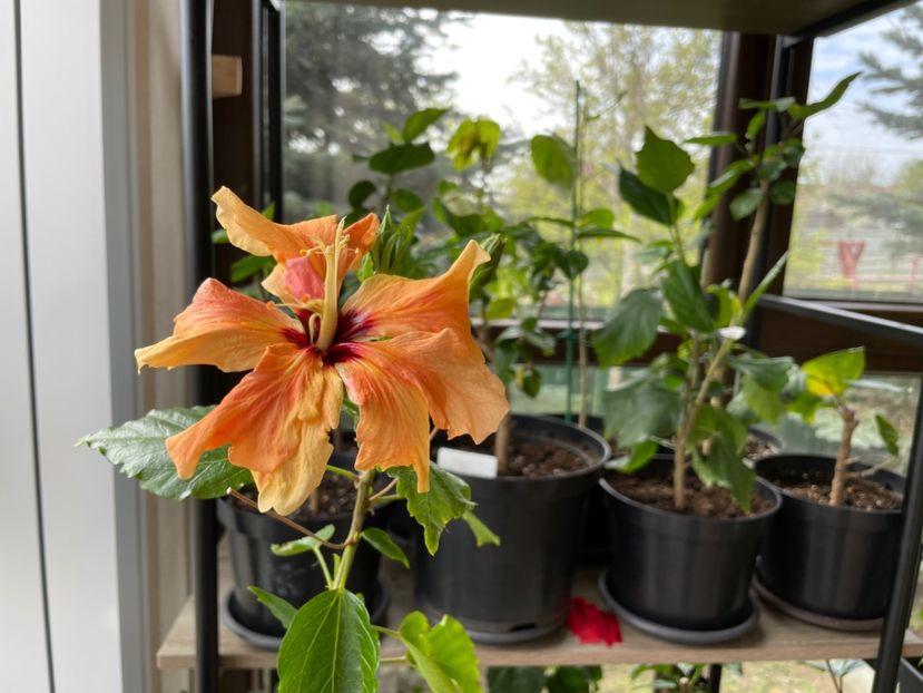  - Clasici - Apricot Dublu și Alb Dublu