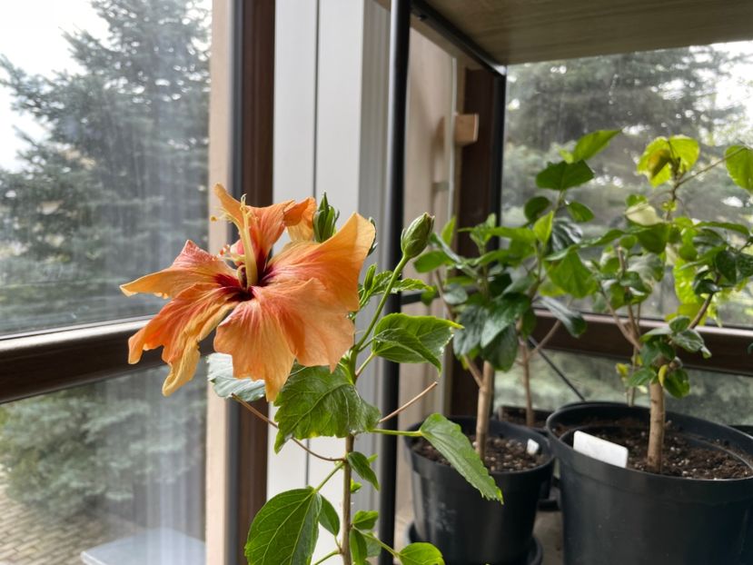  - Clasici - Apricot Dublu și Alb Dublu