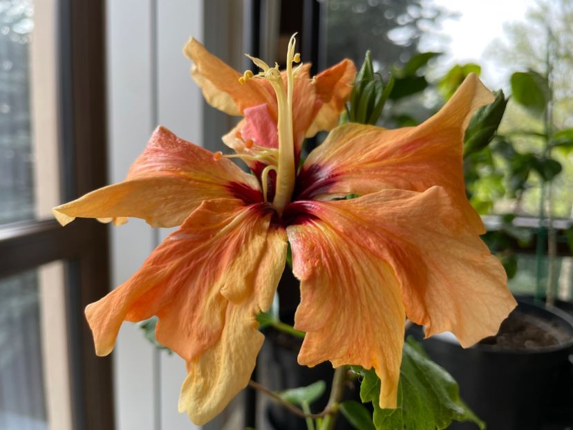  - Clasici - Apricot Dublu și Alb Dublu