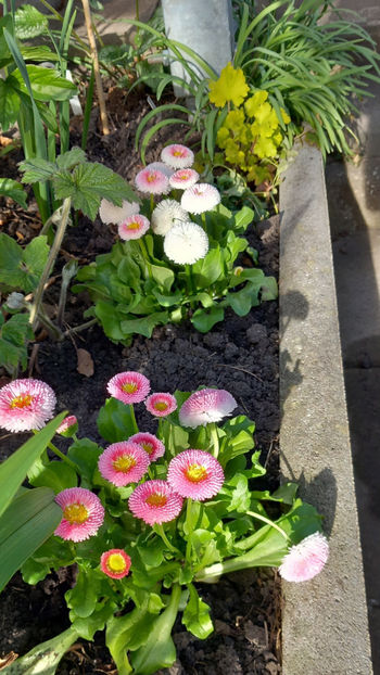  - 2025 - 01 - Primavara